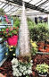 Preview: 71 - 4 Rakete ca. 75 x 25cm filigran Silber