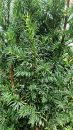 White Moschus -  Essenz